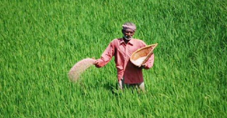 ডিজেল-সারের সংকটে চাপে কৃষি, দিশেহারা কৃষক