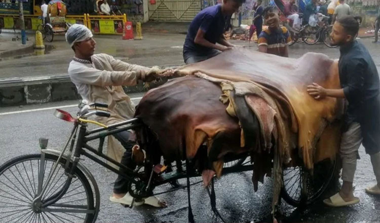 কোরবানির পশুর চামড়ার দাম বাড়ালো সরকার