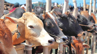 কোরবানির হাটে ভারতীয় পশু দেখা যায়নি: প্রাণিসম্পদ মন্ত্রী
