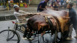 কোরবানির পশুর চামড়ার দাম বাড়ালো সরকার