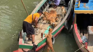 রাঙামাটিতে কুকুর শিকার, ভারতে পাচারের অভিযোগ