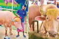 নারায়ণগঞ্জে ভাইরাল অ্যালবিনো মহিষ, ট্রাম্পকে ছাড়িয়ে গেল ‘নেতানিয়াহু’