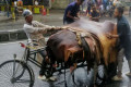 কোরবানির পশুর চামড়ার দাম বাড়ালো সরকার