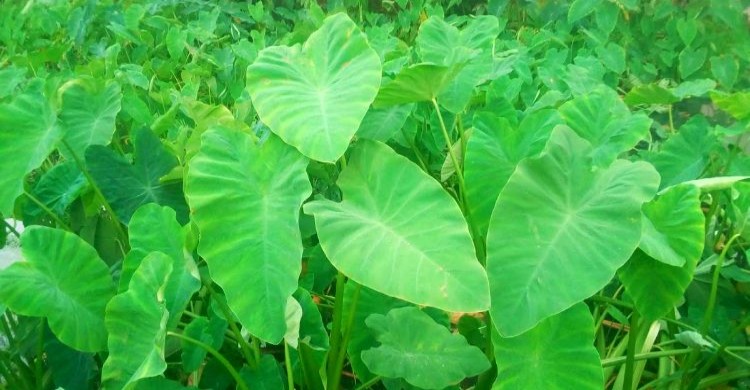 পুষ্টিগুণ ও উপকারিতায় অনন্য ‘বুনো কচু’