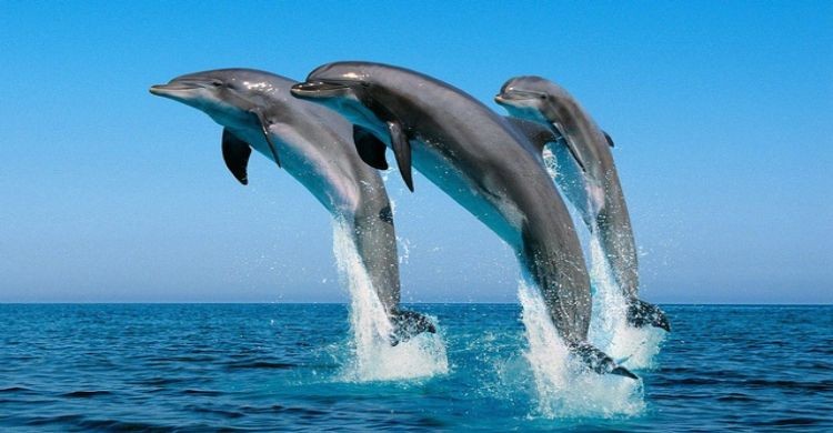 ডলফিনের জীবন রহস্য উন্মোচন: বিশ্বে অনন্য বাংলাদেশ