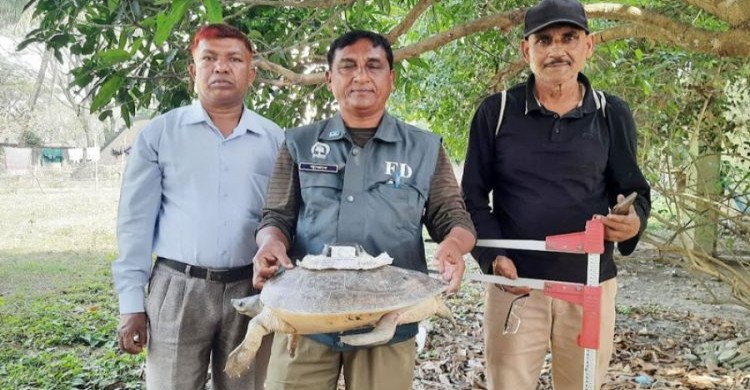 স্যাটেলাইট ট্রান্সমিটার বসানো কচ্ছপ ধরা পড়ল জালে!